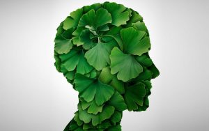 Ginkgo Biloba Nhật Bản giúp bổ não, hoạt huyết dưỡng não giúp điều trị rối loạn tiền đình, cải thiện trí nhớ