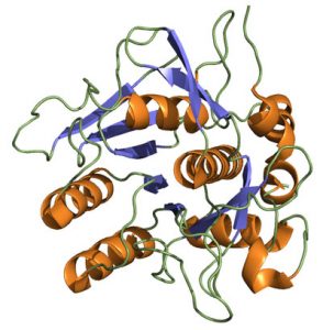 Cấu trúc tinh thể nattokinase từ Bacillus Subtilis Natto