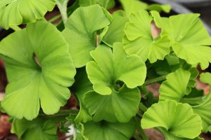 Lá bạch thảo Ginkgo Biloba Nhật Bản