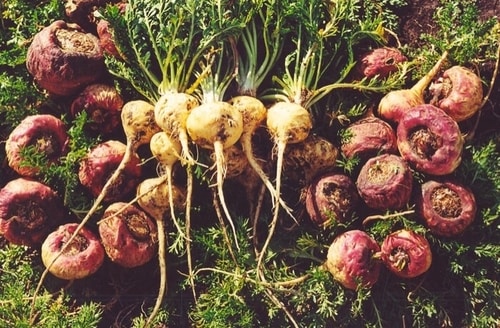 Củ maca là thần dược phòng the từ xa xưa giúp mang lại cuộc sống tình dục tự tin cho phái mạnh