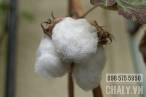 Bông được trồng hữu cơ tại Nhật - nguyên liệu để sản xuất cotton sạch Puff